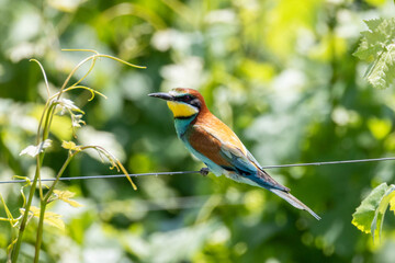 Il gruccione, Merops apiaster, nel filare di vite.