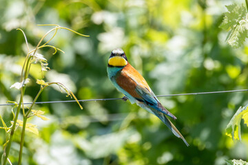 Il gruccione, Merops apiaster, nel filare di vite.