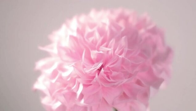Timelapse of a nerine flower blooming in soft pink tones, with delicate filaments dancing in sunlight, creating an airy and elegant visual. Created with generated AI.