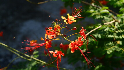 Macro Shot of Blooming Peacock Flowers (Caesalpinia pulcherrima) with Buds and Green Foliage