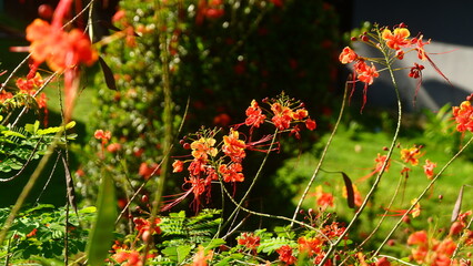 Macro Shot of Blooming Peacock Flowers (Caesalpinia pulcherrima) with Buds and Green Foliage