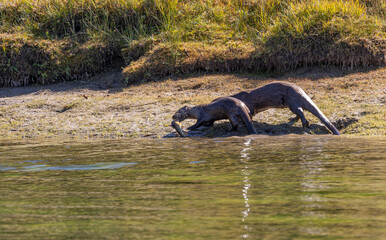 River Otters on the Bank of the Snake River in Wyoming in Autumn