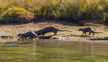 River Otters on the Bank of the Snake River in Wyoming in Autumn