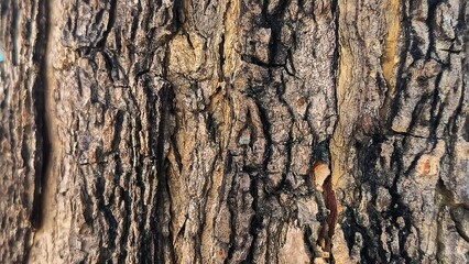 Ancient Resilience: Weathered Tree Bark Texture