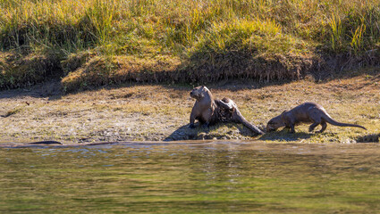 River Otters on the Bank of the Snake River in Wyoming in Autumn