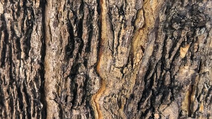 A close-up, high-resolution shot reveals the intricate and rugged texture of tree bark. The surface features deep furrows, ridges, and a mix of dark browns, grays, and subtle golden or earthy tones