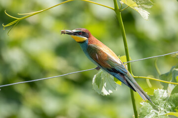 Il gruccione, Merops apiaster, nel filare di vite.