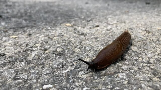 Babosa caminando por una carretera en el bosque