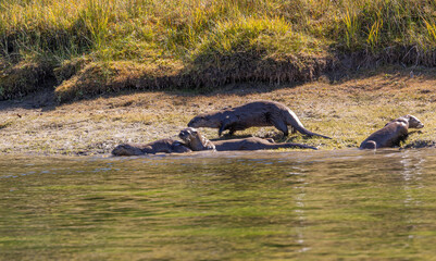 River Otters on the Bank of the Snake River in Wyoming in Autumn