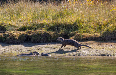 River Otters on the Bank of the Snake River in Wyoming in Autumn