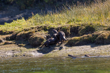 River Otters on the Bank of the Snake River in Wyoming in Autumn
