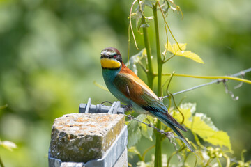 Il gruccione, Merops apiaster, nel filare di vite.
