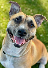 Shepherd Mix with Big Smile on Grass