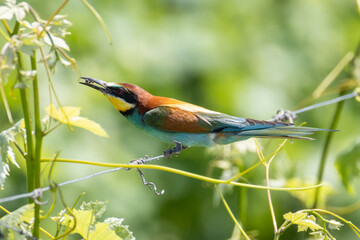 Il gruccione, Merops apiaster, nel filare di vite.