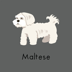 Adorable Maltese dog breed illustration