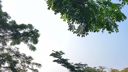 A low-angle, upward shot captures a bright, clear sky partially obscured by the lush green canopy of several trees © Elbrandan