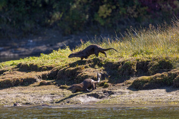 River Otters on the Bank of the Snake River in Wyoming in Autumn