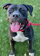 Black and White Pitbull Mix with Red Leash