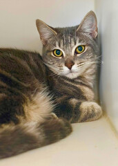 Tabby Cat Lounging in Kennel Corner