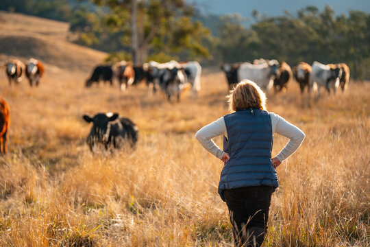 female farmer herding cows on a farm, growing and working with the land and growing meat. women in agriculture producing Angus, wagyu, Murray grey cattle, being grown on a farm in Australia.