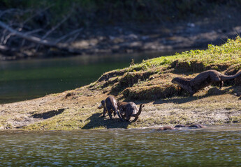 River Otters on the Bank of the Snake River in Wyoming in Autumn