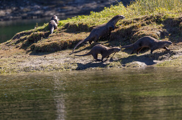 River Otters on the Bank of the Snake River in Wyoming in Autumn