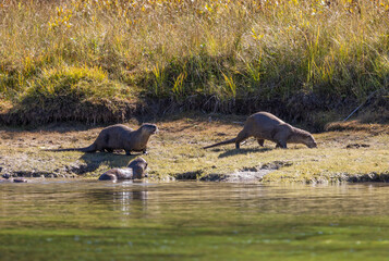 River Otters on the Bank of the Snake River in Wyoming in Autumn