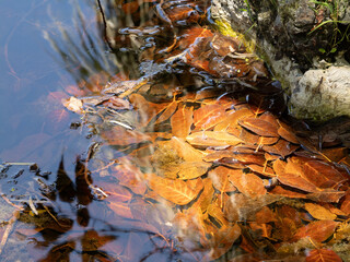 Herbstbätter im Teichwasser