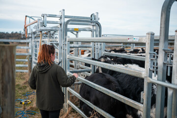 female australian farmer working in stock yards with a herd of cows, Hardworking Farmer Monitoring Cattle on a Rural Australian farm. innovation in agriculture with regenerative organic practices