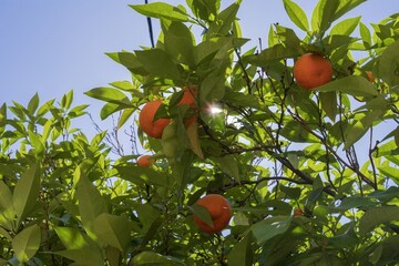 Bright orange wild oranges hanging on lush green tree on street of Athens
