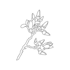 Hand-drawn botanical designs in the traditional Korean 'minwha' style 