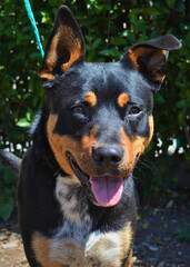 Black and Tan Cattle Dog Mix with Upright Ears