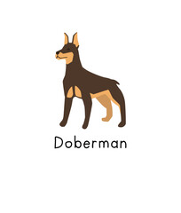 Brown doberman pinscher dog breed illustration