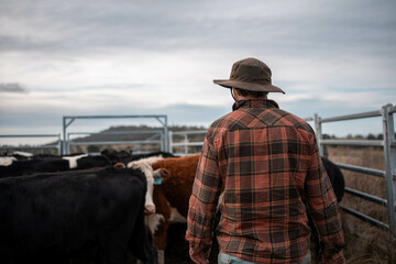 female farmer herding cows on a farm, growing and working with the land and growing meat. women in...