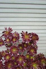 An Aeonium arboreum, also known as the tree aeonium, tree houseleek, or Irish rose. It is an evergreen succulent subshrub with fleshy with green door background 