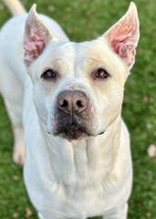 Cream Pitbull Mix Standing with Ears Up