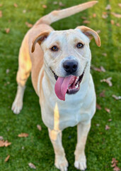 Tan and White Mixed Breed Dog Smiling in Sunlight