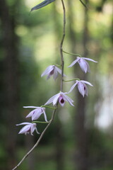 Dendrobium anosmum, commonly known as the unscented dendrobium, is an