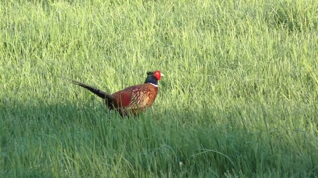 majest&auml;tischer farbenfroher Fasan auf gr&uuml;ner Wiese in freier Wildbahn &ndash; ausdrucksstarke Wildtierfotografie f&uuml;r Naturprojekte, Umweltkampagnen und authentische l&auml;ndliche Bildwelten
