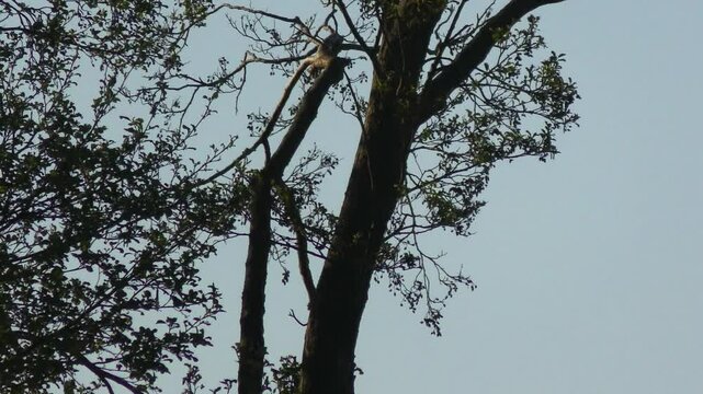 Majest&auml;tischer Busard auf einem Ast &ndash; Greifvogel f&uuml;r Naturfotografie, Wildtier, Natur