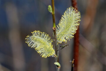 Insect murmurer on yellow willow flowers
