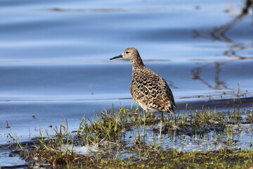 Philomachus pugnax. Female Ruff stands on the shore of a lake in the Arctic