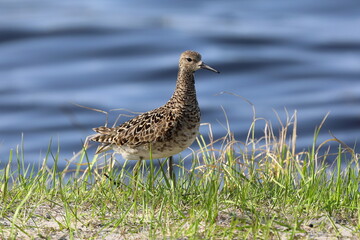 Philomachus pugnax. Female Ruff on the shore of a lake in the Arctic