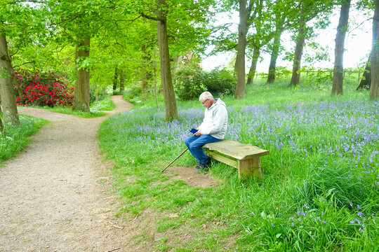 A lone man sits on a bench with his walking stick resting on the seat  in the beautiful parkland with bluebells and greenery all around him, oblivious to it all as he checks his mobile phone.