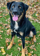 Black and Tan Rottweiler Mix with Pink Tongue