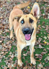 Shepherd Mix Smiling with Head Tilt
