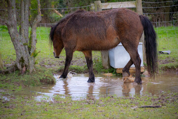 Bay horse paddling through water to get to the water trough in its field to get a drink on a wet...