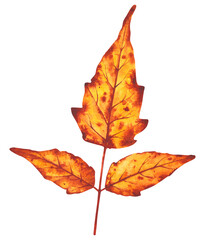 Watercolor illustration of a branch with vibrant autumn leaves in warm orange and yellow tones. Perfect for seasonal design, greeting cards, and fall-themed decor.