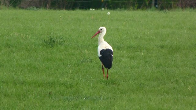 Majest&auml;tischer Storch in Nahaufnahme, Beeindruckende Tierfotografie auf gr&uuml;ner Wiese &ndash; perfekt f&uuml;r Natur-, Tier- und Umweltthemen