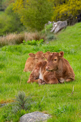 Fototapeta premium Two young brown calves cows lying together in a green and pleasant meadow in rural England 